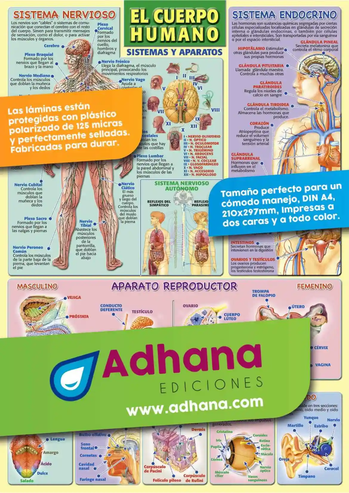 LÁmina Del Cuerpo Humano Sistemas Y Aparatos Adhana Láminas Y Póster Educativos Para Alumnos