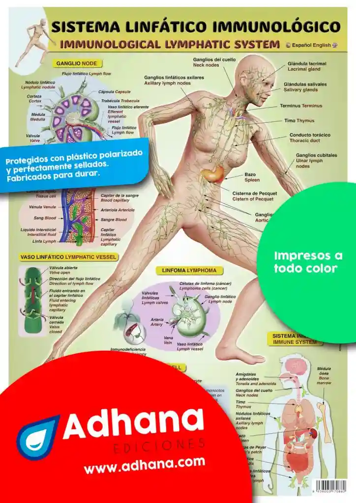 PÓSTER INGLÉS-ESPAÑOL DEL SISTEMA LINFÁTICO INMUNOLÓGICO - Adhana. Láminas  y póster educativos para alumnos y profesores